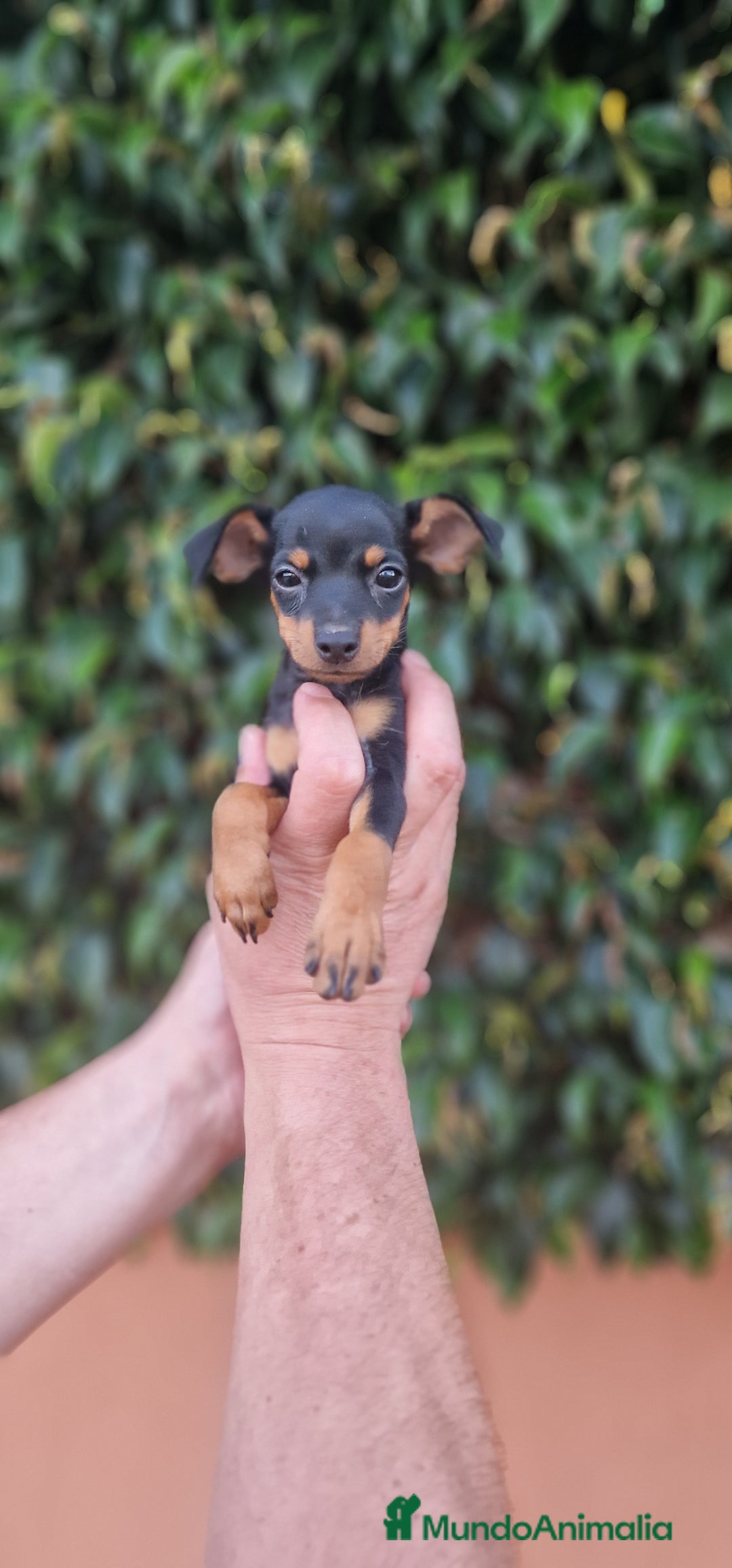 Pinscher Miniatura perros en venta: MINI PINCHER TOY - Imagen 3
