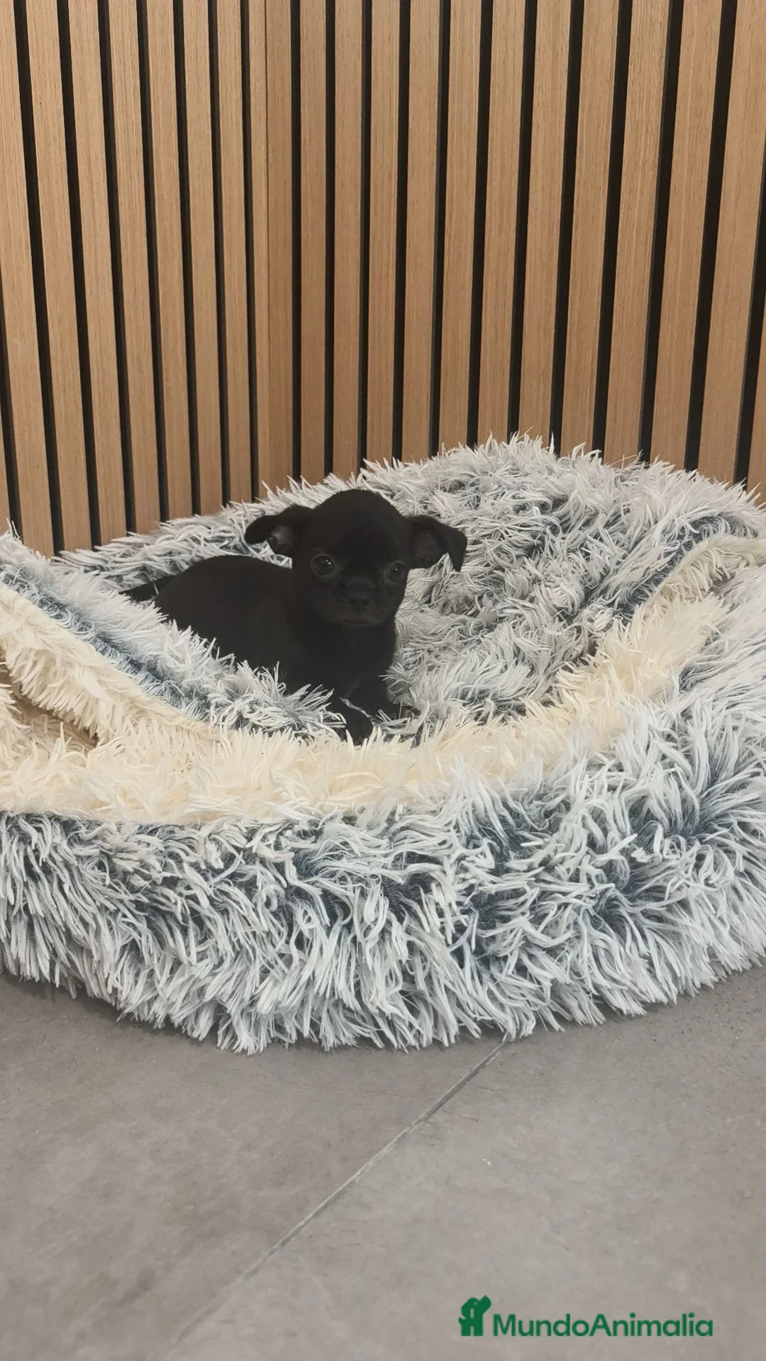 Chihuahua perros en venta: Chihuahua Toy Machitos  - Anuncio 2