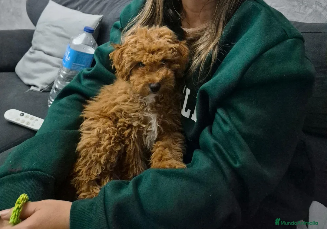 Caniche Toy perros en venta: Impresionante hembra de caniche toy - Anuncio 4