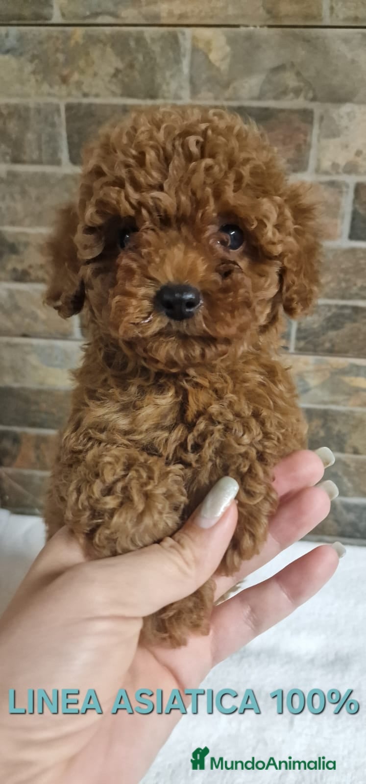 Caniche Toy perros Cachorros caniche toy - Anuncio 4
