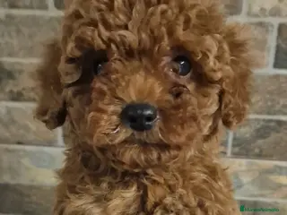 Caniche Toy perros Cachorros caniche toy - Anuncio 4