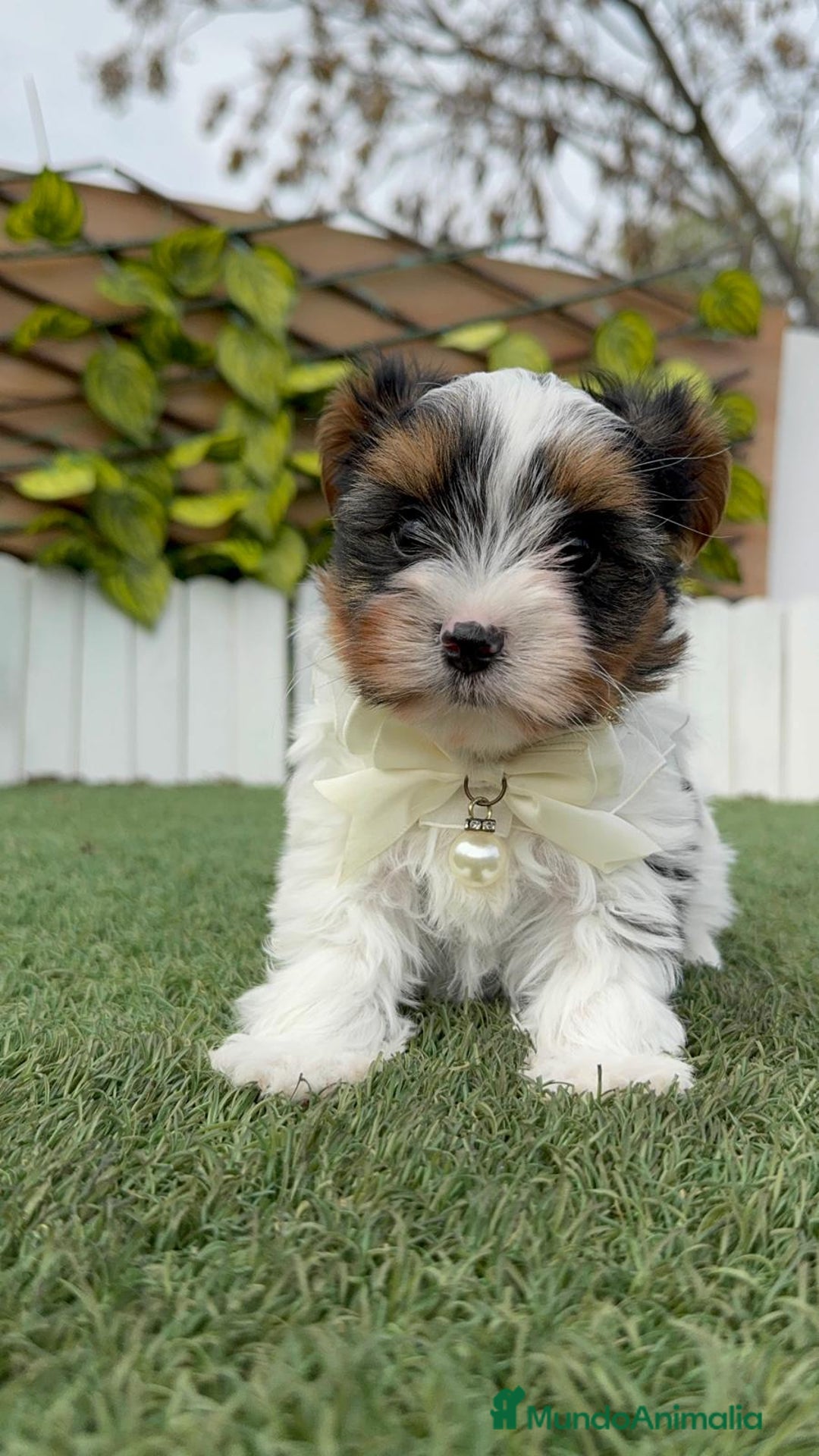 Yorkshire Terrier perros en venta: YORKSHIRE BIEWER - Anuncio 15