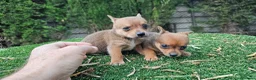 Raza Mixta perros en venta: Cachorritos mini toy - Anuncio 6
