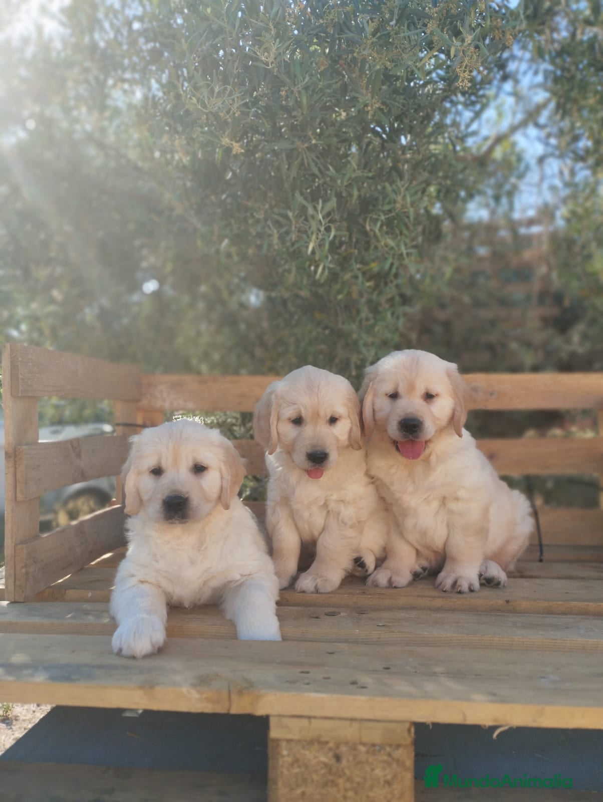 Golden Retriever perros Cachorros de Golden Retriever - Anuncio 1