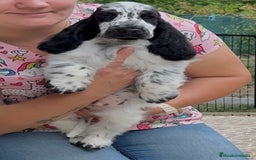 Cocker Spaniel Inglés perros en venta: Juguetones cocker spaniel ingles calidad - Imagen 2