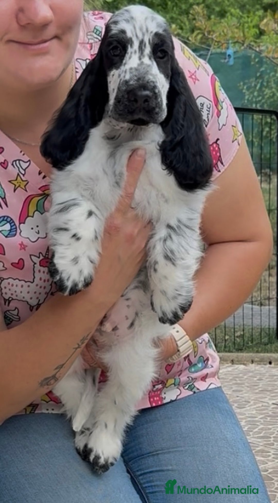 Cocker Spaniel Inglés perros en venta: Juguetones cocker spaniel ingles calidad - Imagen 2