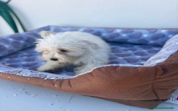 Bichón Maltés perros en venta: Bichon maltés  - Imagen 10