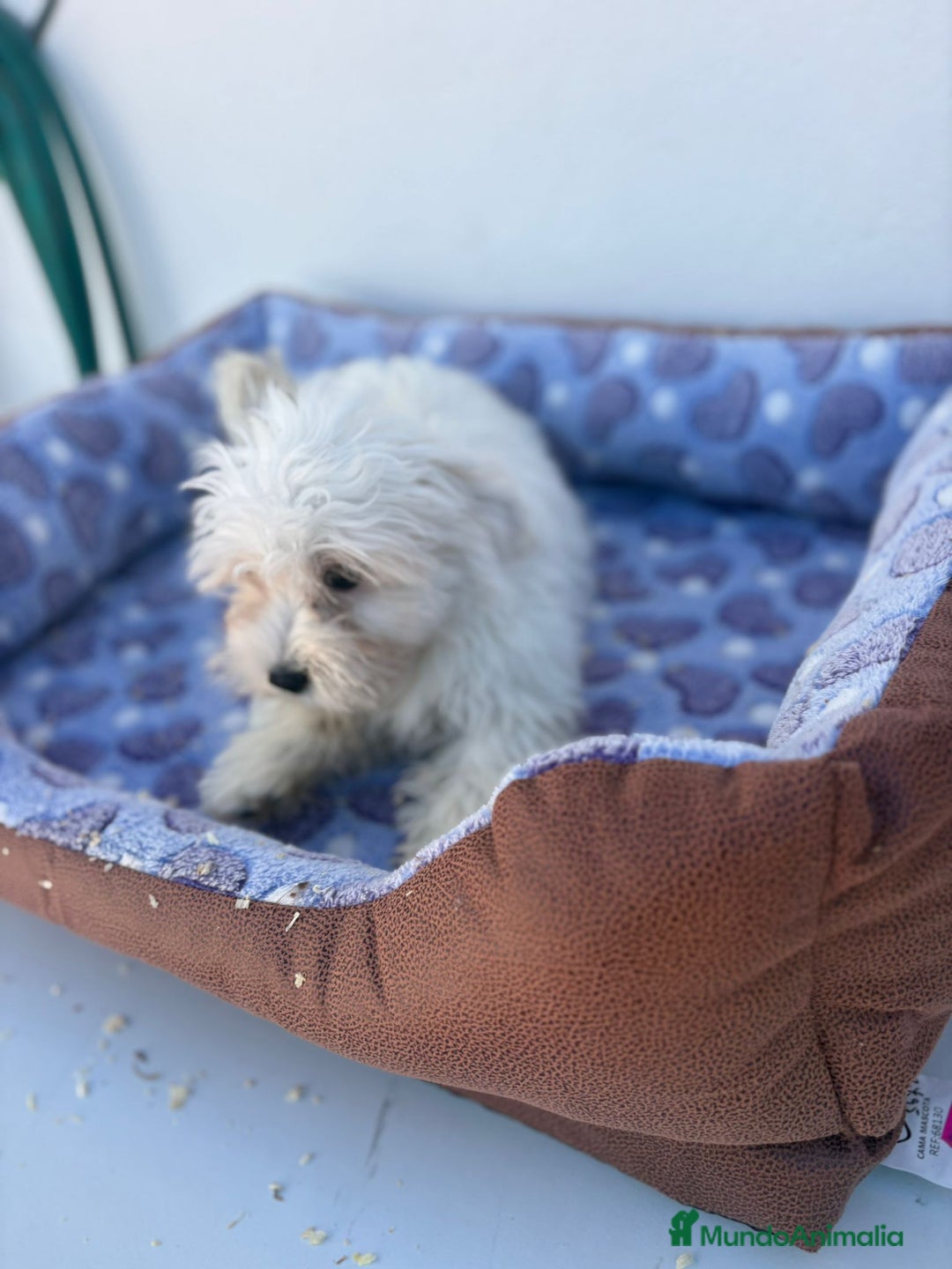 Bichón Maltés perros en venta: Bichon maltés  - Imagen 10
