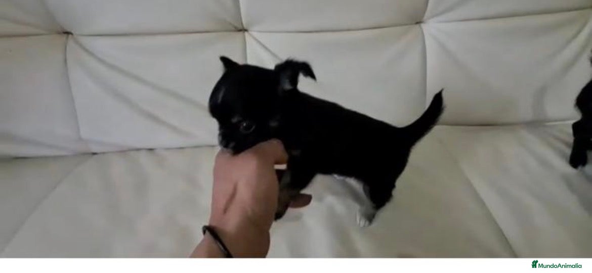 Pomerania perros Pomerania macho  - Anuncio 21