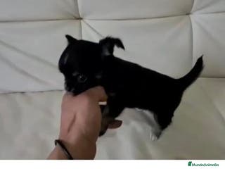 Pomerania perros Pomerania macho - Anuncio 21