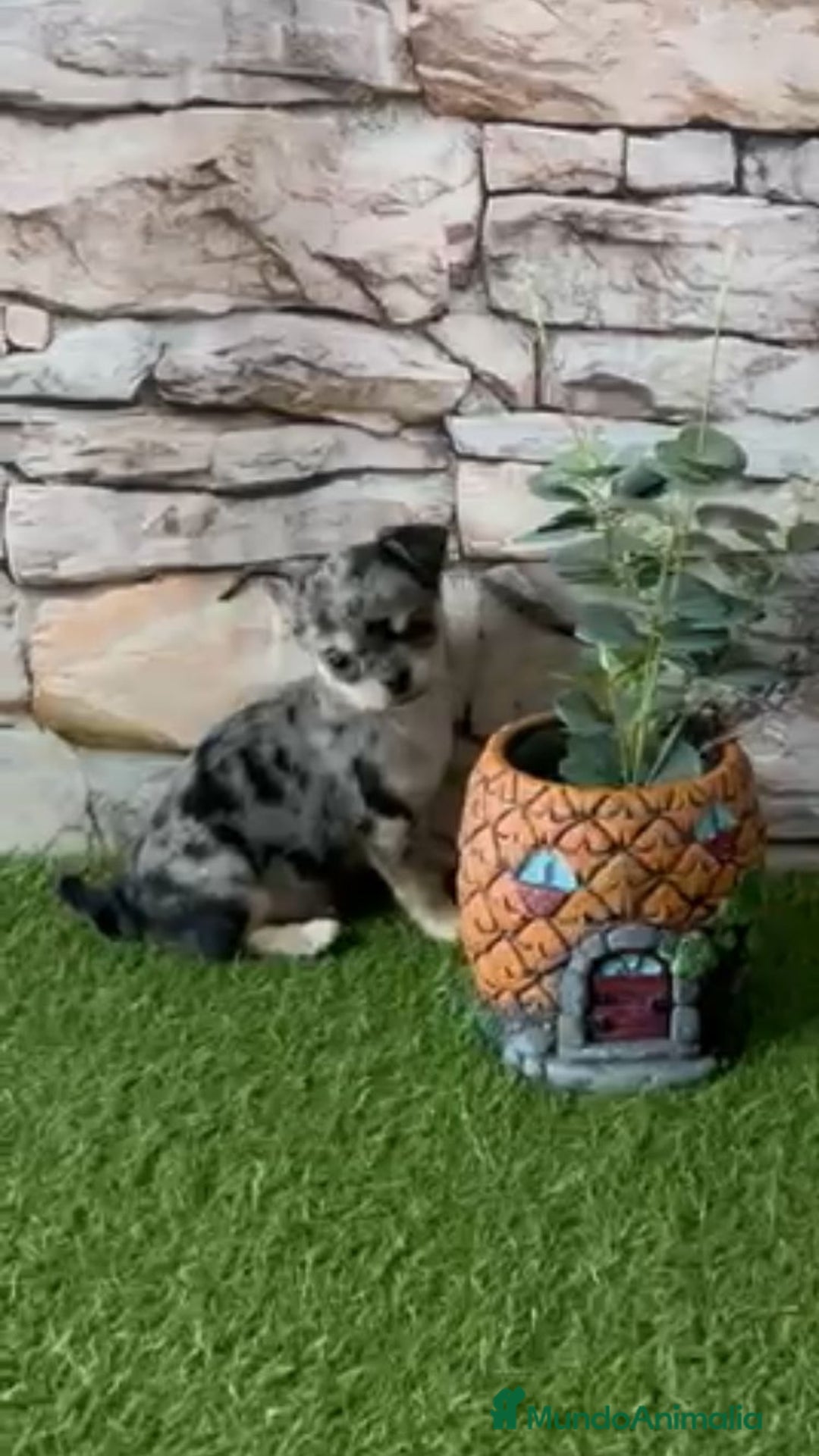 Chihuahua perros en venta: CHIHUAHUA MINI TOY - Anuncio 4