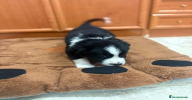 Border Collie perros - Anuncio 10