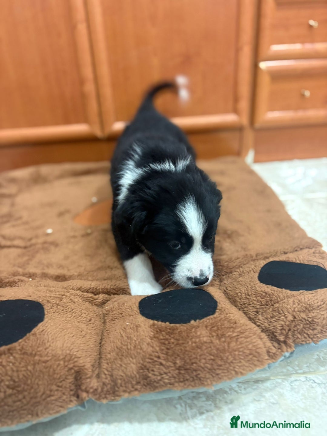 Border Collie perros en venta: Border collie - Imagen 2