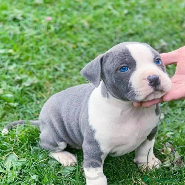 American Pit Bull Terrier perros AMERICAN PITBULL CRIADERO PROFESIONAL  - Anuncio 2