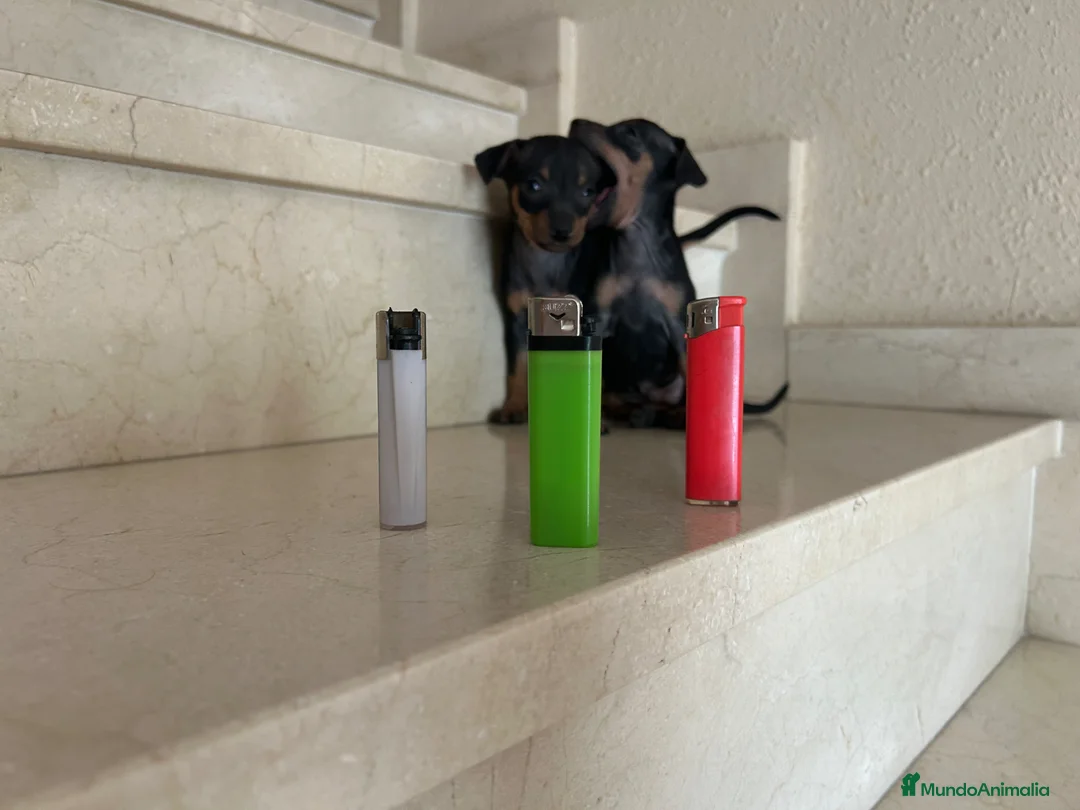 Pinscher Miniatura perros en venta: Mini Pincher Minis Minis Minis Calidad - Anuncio 2