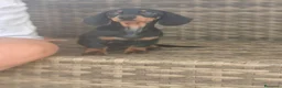 Teckel Miniatura perros en venta: Teckel Mini Negra y Fuego hembra disponible  - Anuncio 11