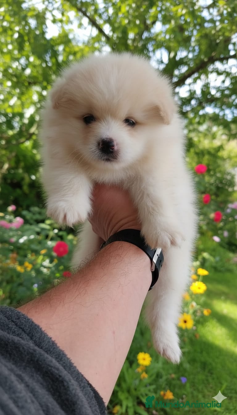 Pomsky perros Pomosky - Anuncio 1