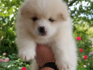 Pomsky perros Pomosky - Anuncio 1