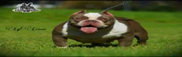 American Bully perros en venta: American bully pocket exótico  - Anuncio 3