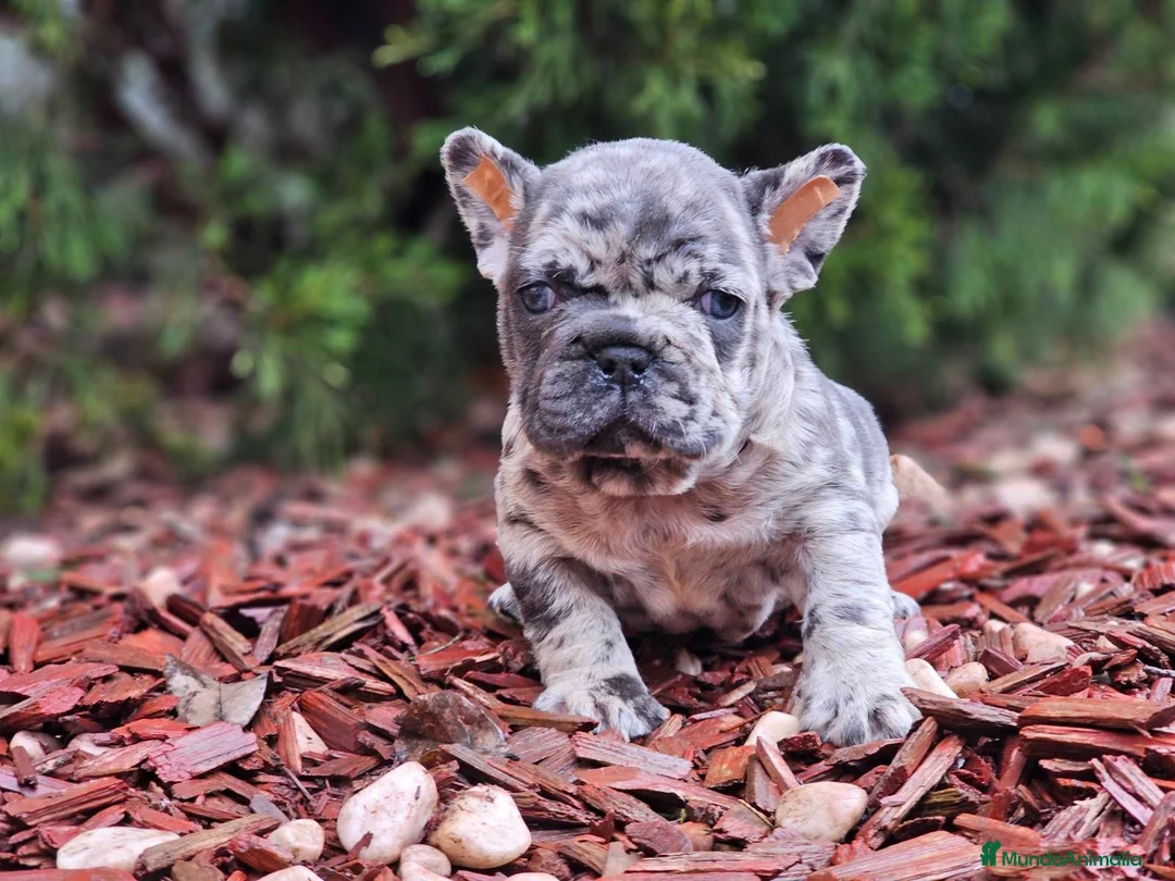 Bulldog Francés perros en venta: ‼️‼️BULLDOG FRANCES EXÓTICOS - Anuncio 5