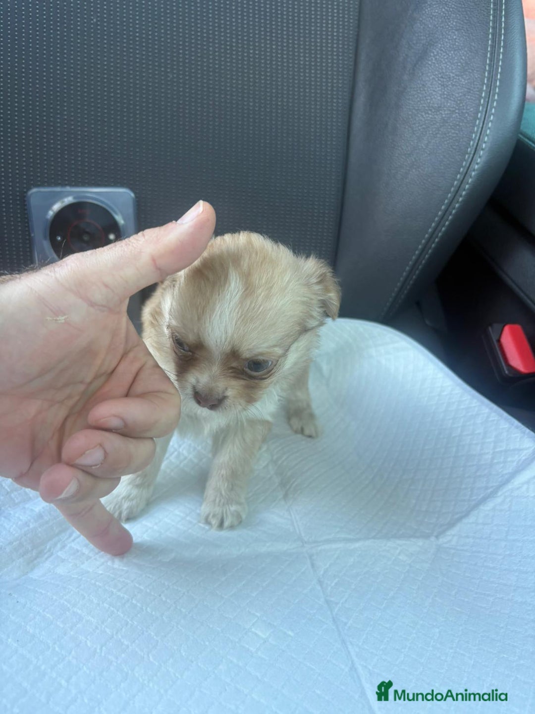 Chihuahua perros en venta: Chihuahua toy pelo largo hembra - Anuncio 3