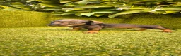 Teckel Miniatura perros en venta: camada teckel miniatura  pelo basto corto    - Anuncio 20