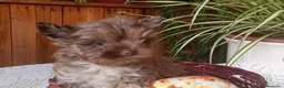 Biewer Yorkshire Terrier a la Pom Pon perros en venta: Cachorros Yorkshire chocolate - Anuncio 5