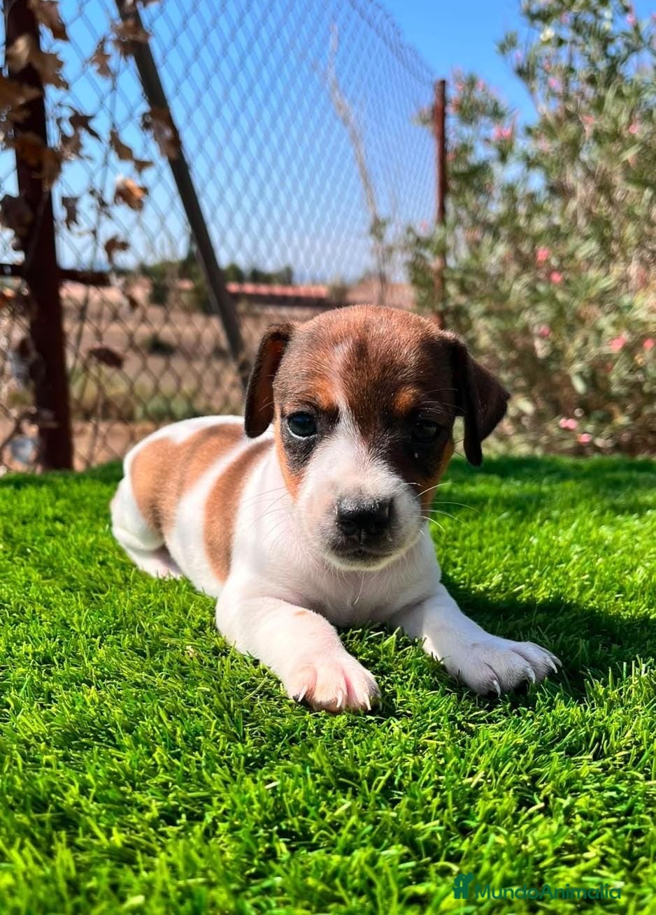 Jack Russell Terrier perros Preciosas jack Russell🩷🐾 - Anuncio 2