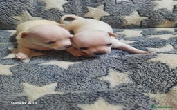 Chihuahua perros en venta: Chihuahua  - Imagen 7