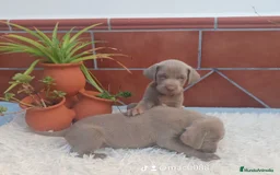 Braco Húngaro de Pelo Corto perros en venta: Bracos de wiemar  en Badajoz - Imagen 2