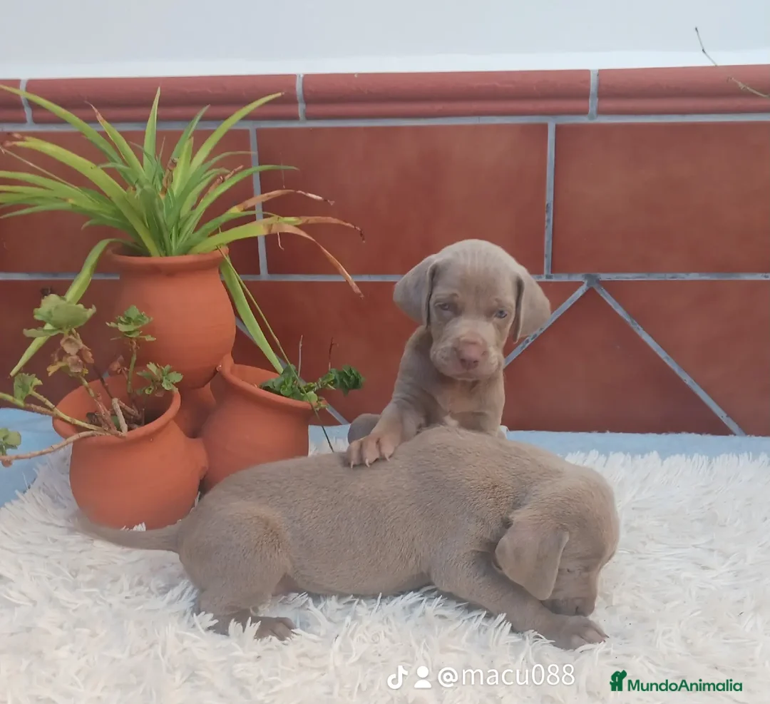 Braco Húngaro de Pelo Corto perros en venta: Bracos de wiemar  en Badajoz - Imagen 2