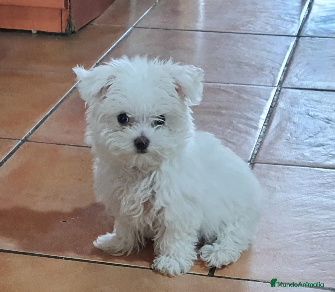Bichón Maltés perros en venta: Cachorra de bichon maltes - Anuncio 2