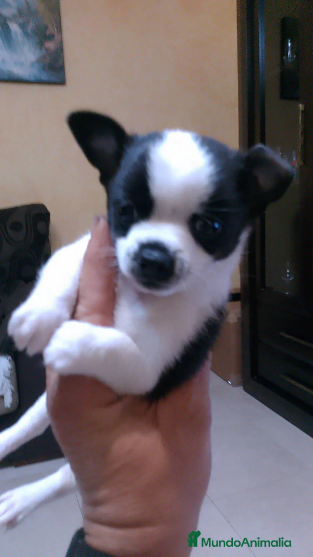 Chihuahua perros en venta: Chihuhuas toy - Anuncio 5