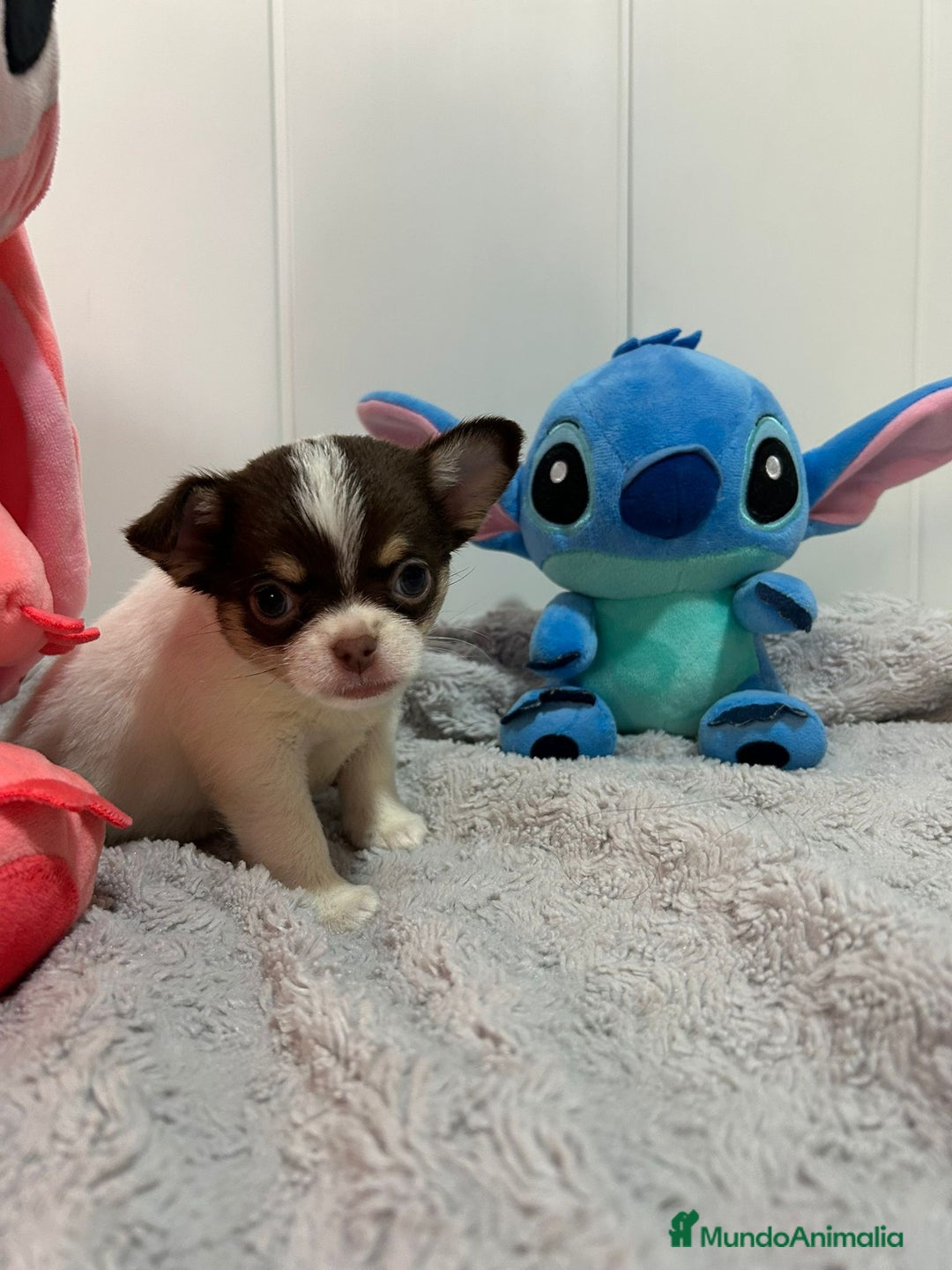 Chihuahua perros en venta: Chihuahua toy rusos - Imagen 14