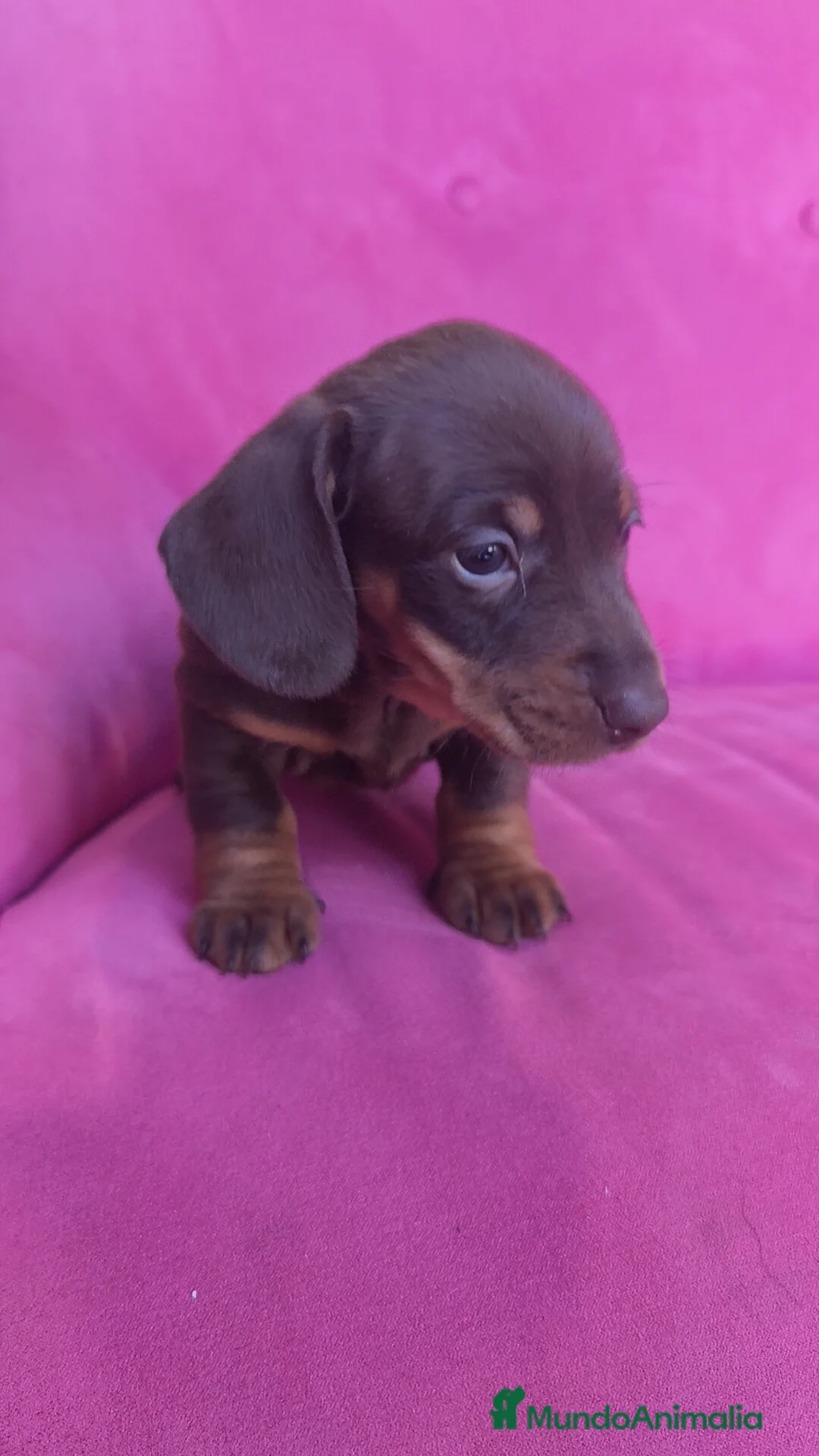 Teckel Miniatura perros en venta: Teckel Kanichen chocolate macho y hembra  - Anuncio 15