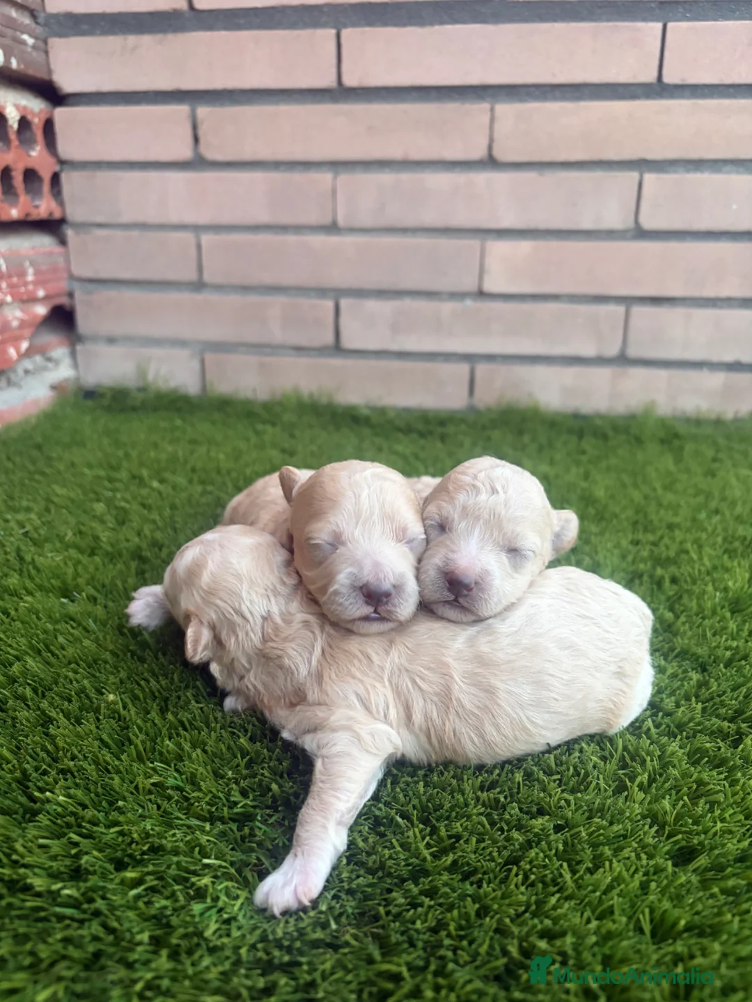 Maltipoo perros en venta: Maltipoo Toy y enanos - Anuncio 3