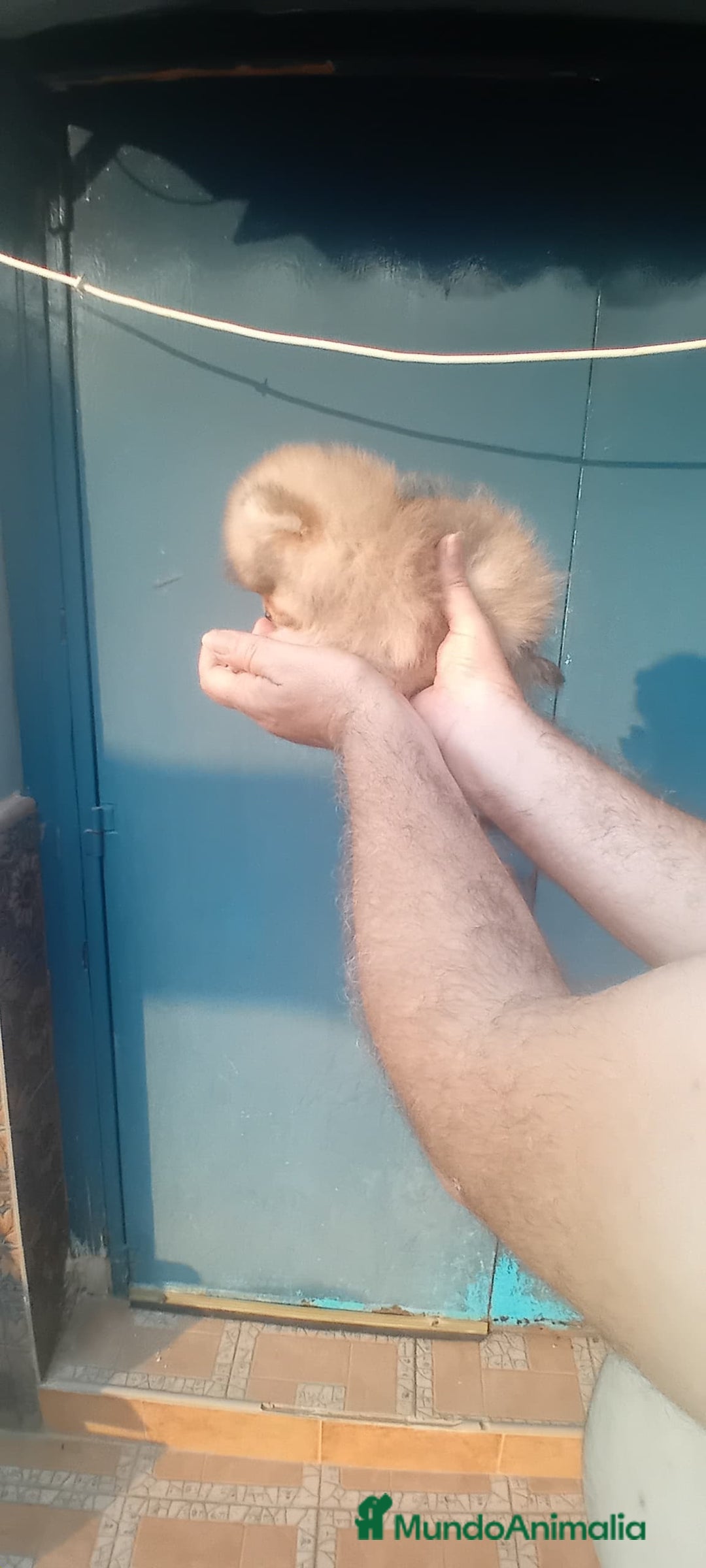 Pomerania perros en venta: Pomerania ositos mini tamaño pequeño  - Imagen 2