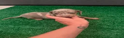 Teckel Miniatura perros en venta: Excelente camada de Teckel chocolate y arlequin  - Anuncio 4