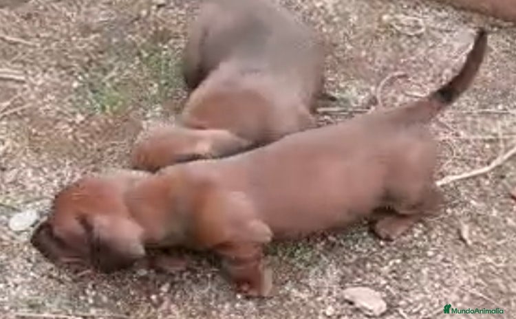 Teckel Miniatura perros Teckel - Anuncio 1