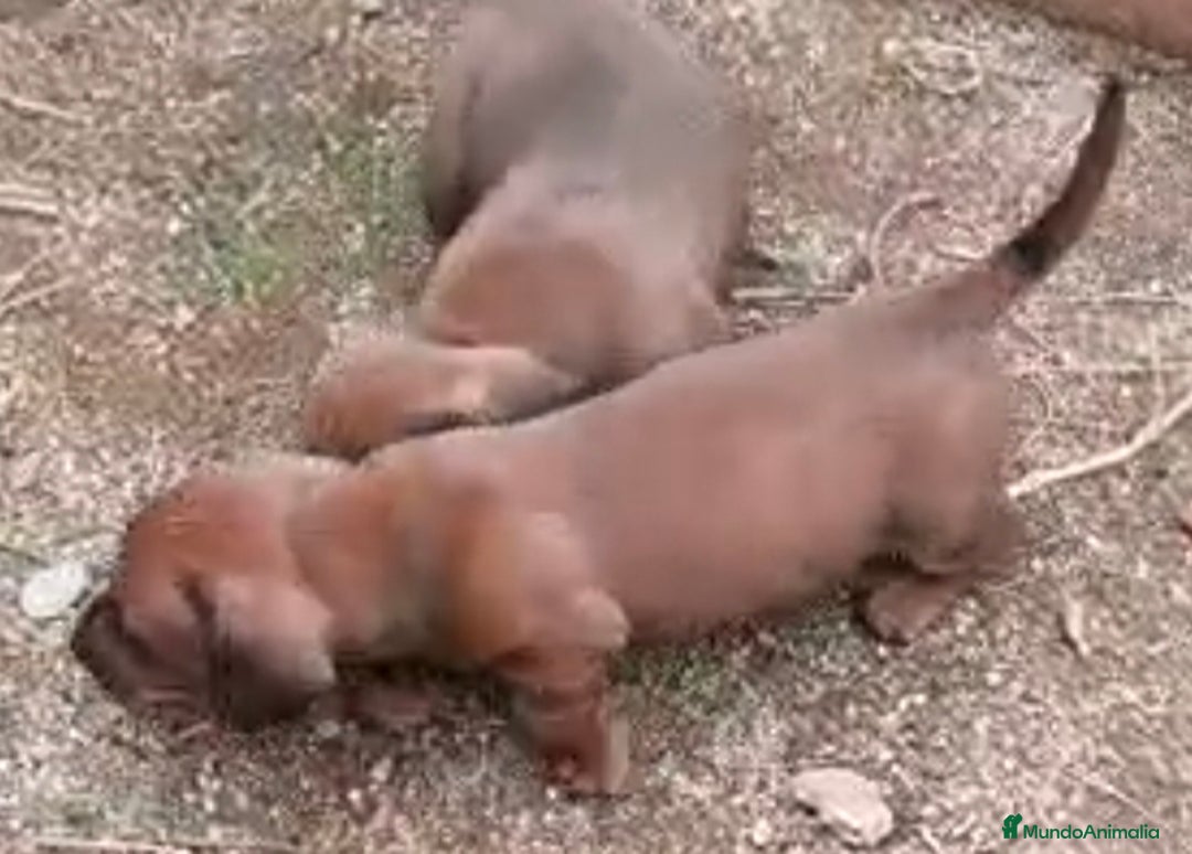 Teckel Miniatura perros en venta: Teckel - Anuncio 1