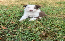 Border Collie perros en venta: Border Collie Calidad - Imagen 10