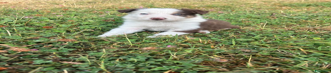 Border Collie Cachorro 4