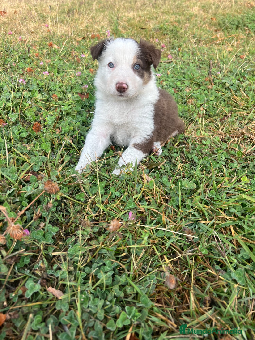 Border Collie perros en venta: Border Collie Calidad - Imagen 10