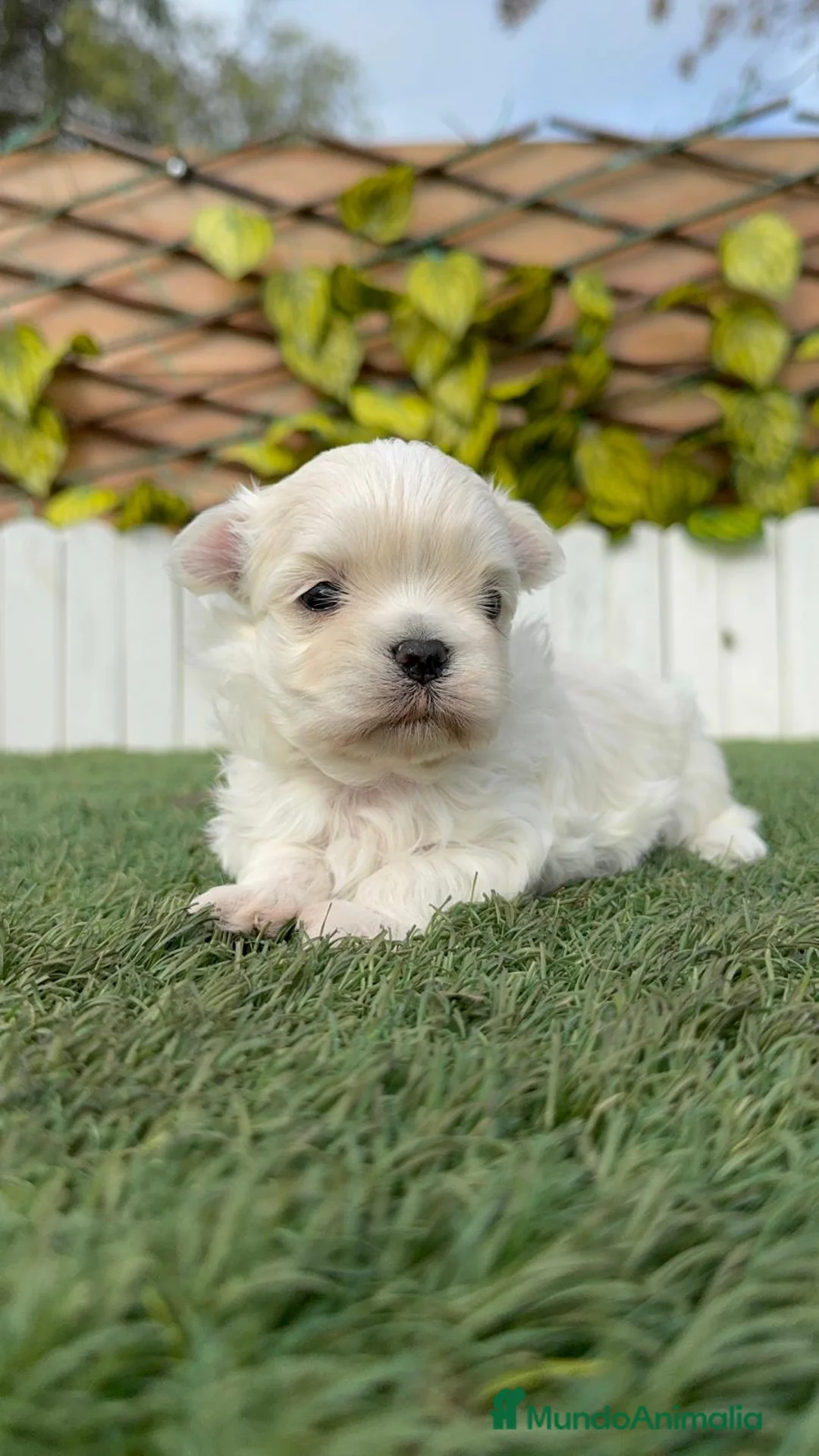Bichón Maltés perros en venta: BICHON MALTES 100% TIPO COREANO - Anuncio 2