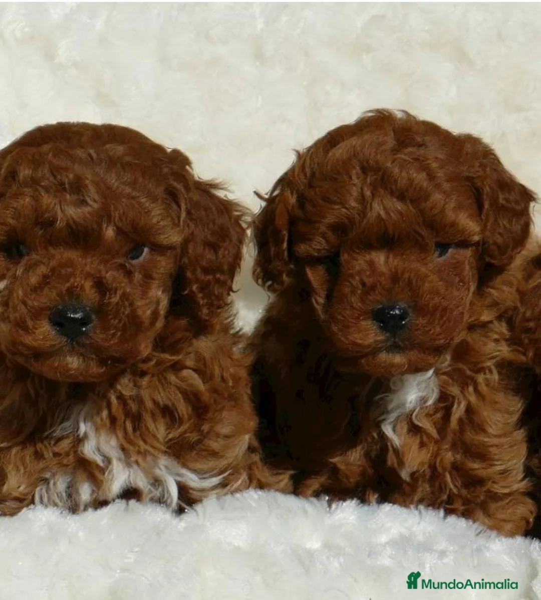 Caniche Enano perros en venta: Caniche apricord en Badajoz - Anuncio 1