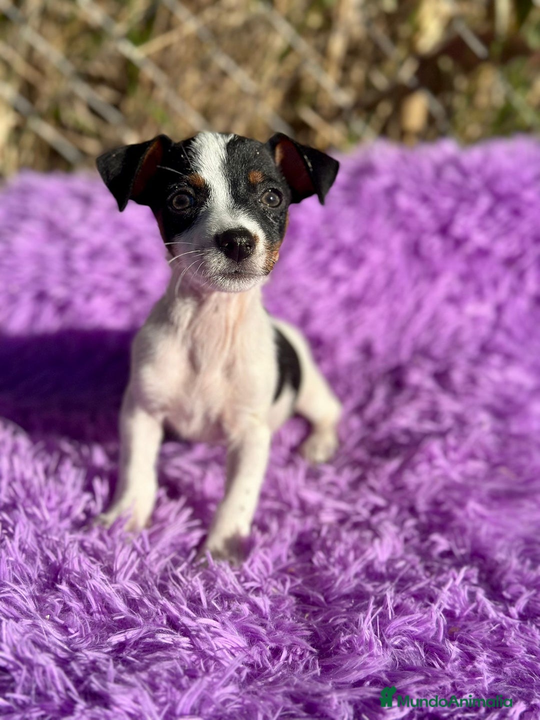 Jack Russell Terrier perros en venta: Jack russell pata corta - Imagen 12