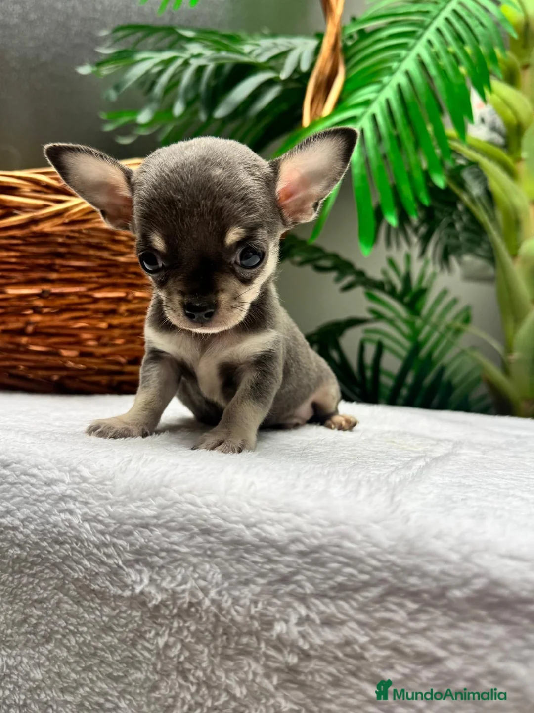 Chihuahua perros en venta: CHIHUAHUA BLUE AND TAN - Anuncio 2