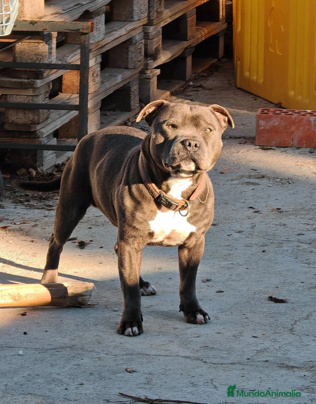 Staffordshire Bull Terrier perros en venta: Staffordshire Bull Terrier - Anuncio 3