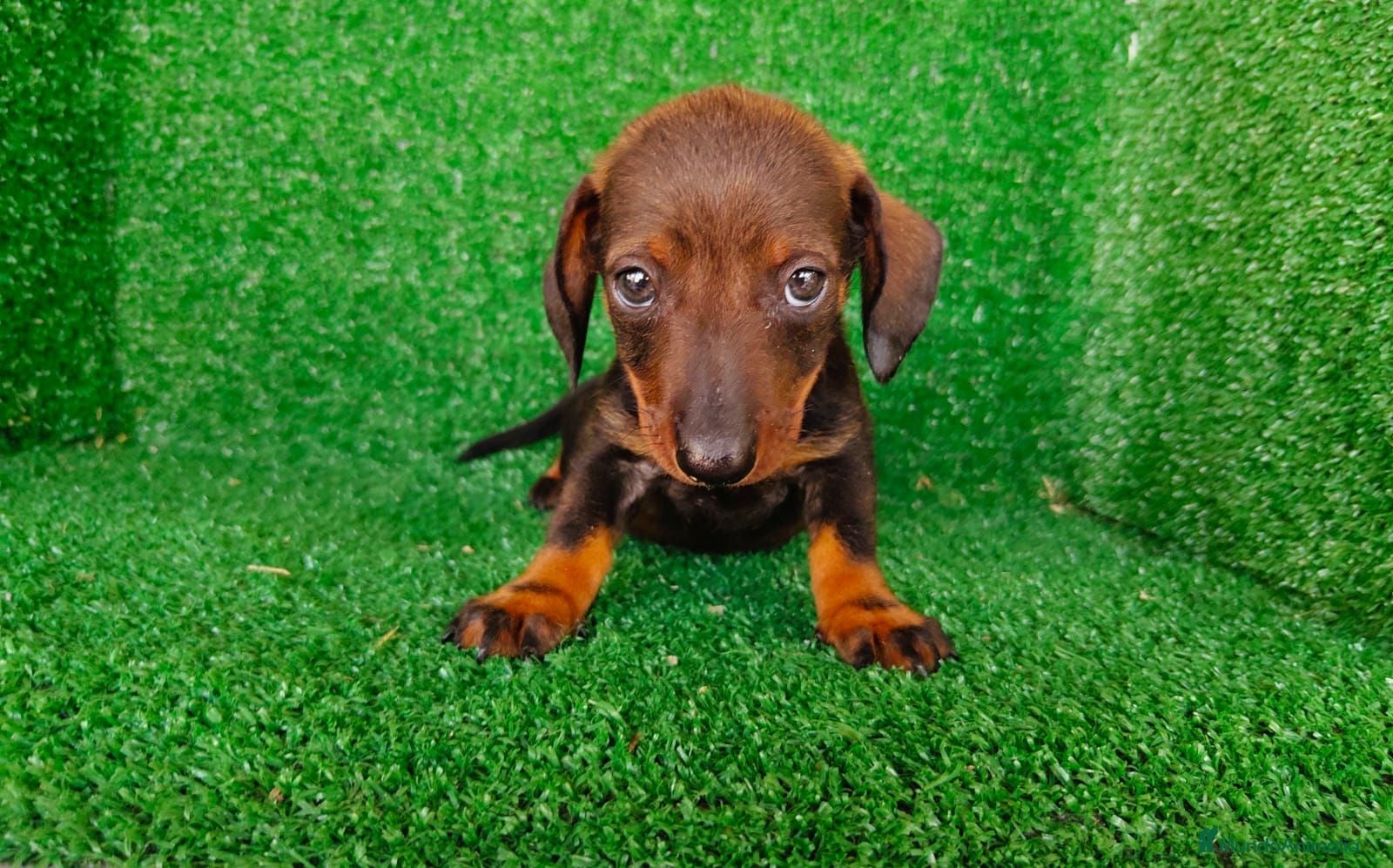 Teckel Miniatura perros teckel miniatura - Anuncio 23