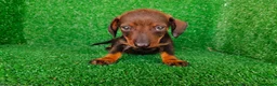 Teckel Miniatura perros en venta: teckel miniatura - Anuncio 2